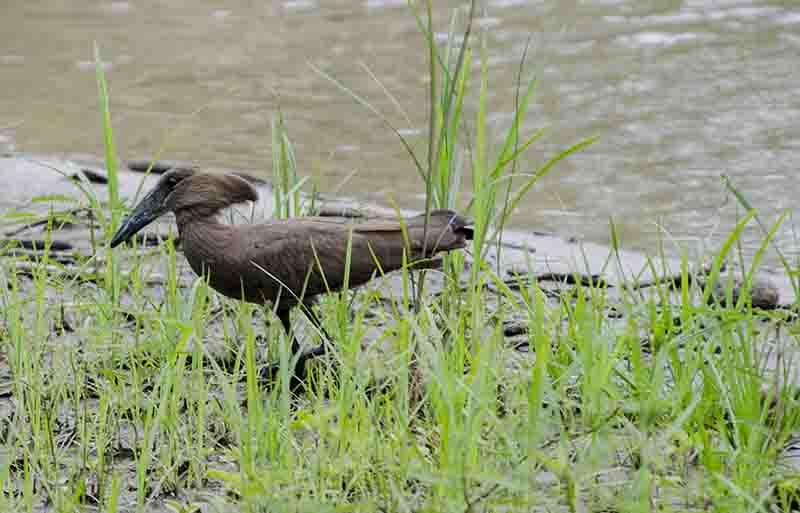 Pájaro Martillo - parque nacional Queen Elizabeth - Uganda 1.jpg